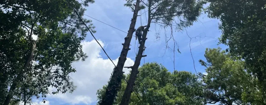 Affordable Tree Service: How to Get the Best Value Without Cutting Corners