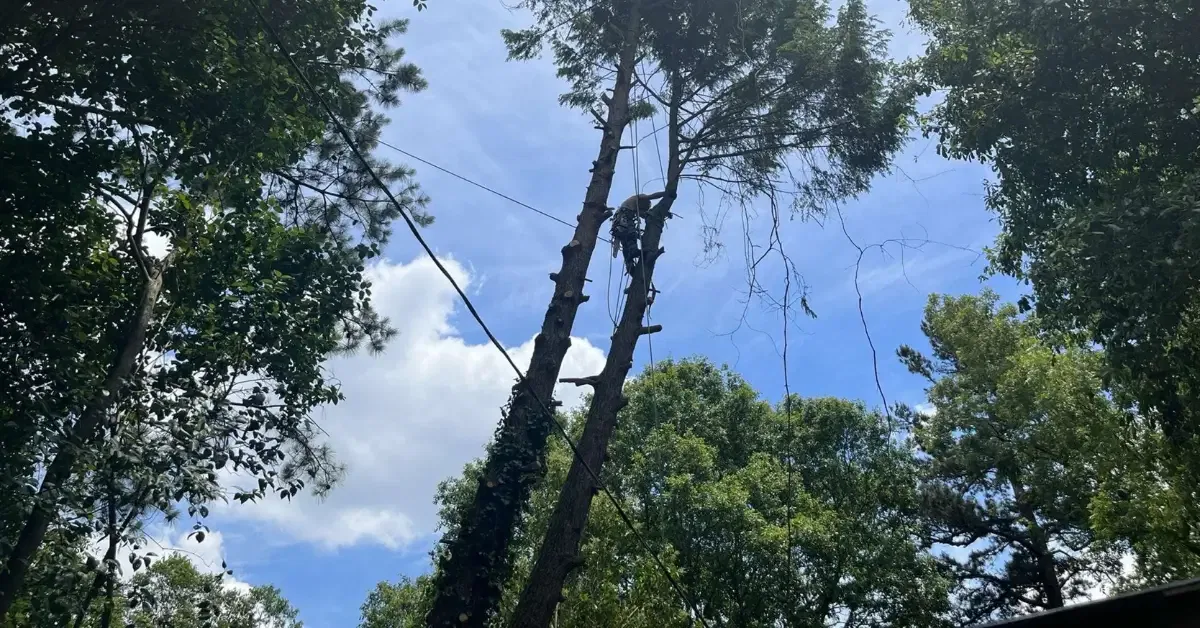 Affordable Tree Service: How to Get the Best Value Without Cutting Corners