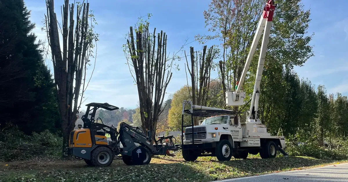 Certified arborist providing tree service and consultations in northeast Georgia