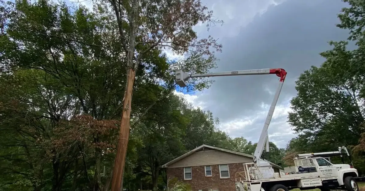Certified tree removal service in Gainesville, Cornelia, Habersham County and surrounding areas by McKay Tree Service.
