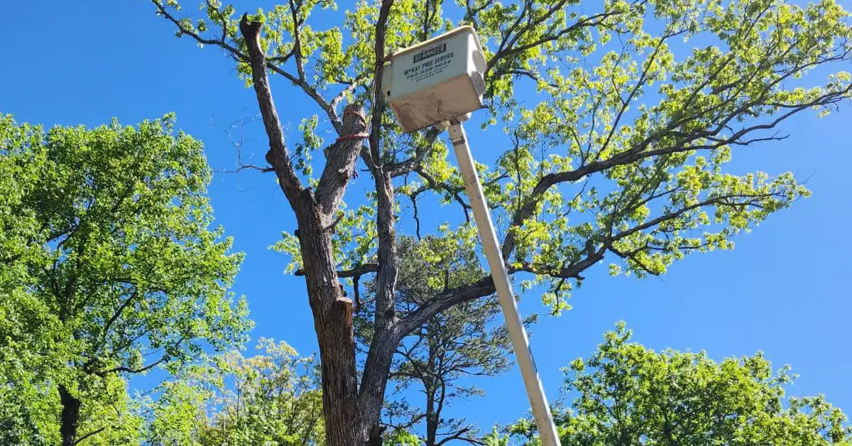 Tree trimming service in Gainesville, Cornelia, Flowery Branch, Alto, and Turnerville GA by McKay Tree Service.