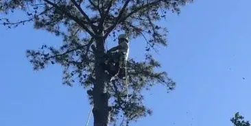 Tree Removal