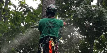 Tree Trimming