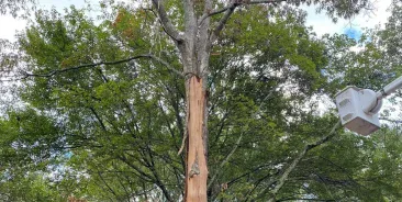 Arborist Service