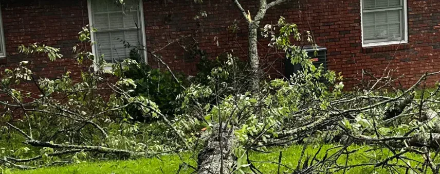 Large Tree Removal for Properties in Cornelia & Gainesville