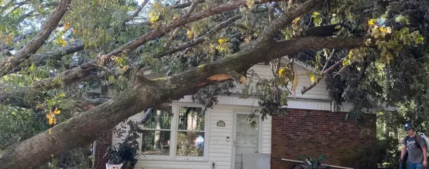 Is That Leaning Tree an Emergency?