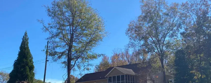 Professional Tree Risk Assessment: When to Call an Arborist