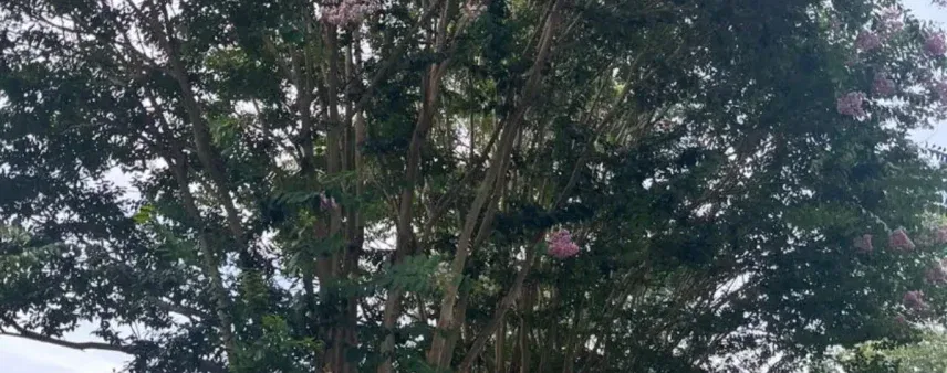 An arborist is inspecting a mature oak tree in Habersham County