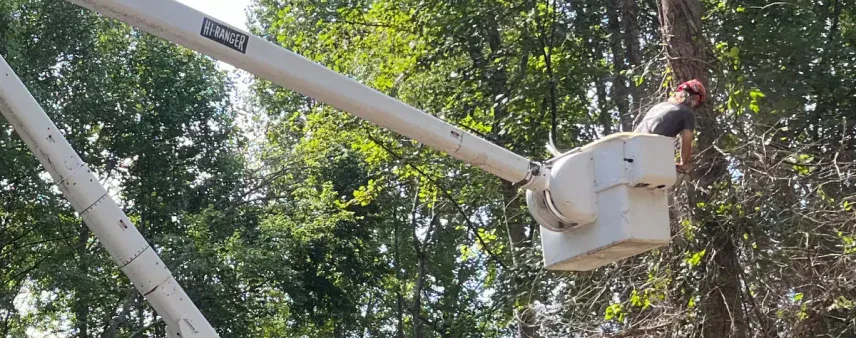 McKay Tree Service arborist inspecting overhanging tree branches near a Georgia property line during routine maintenance.