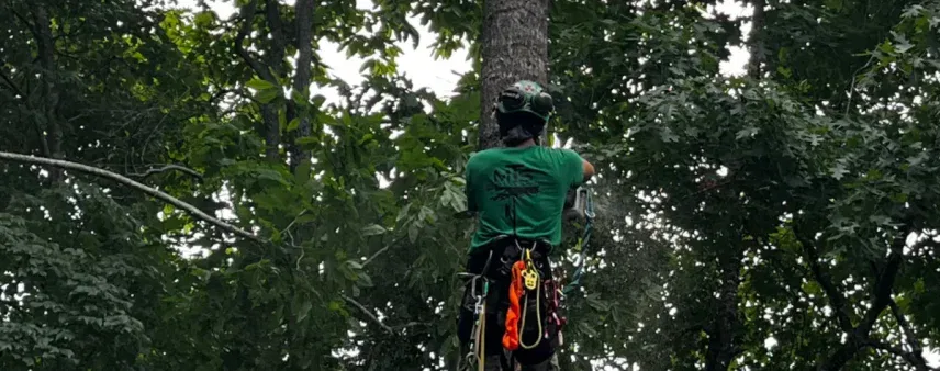 Clear image showing a healthy, well-trimmed oak tree next to a hazardous tree being removed by professionals in a Hall County yard.