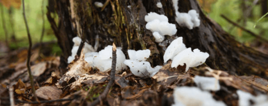 Close-up of white fungus growing on a tree trunk in Northeast Georgia