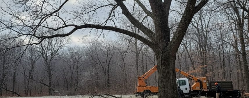 A bare winter tree showing natural dormancy