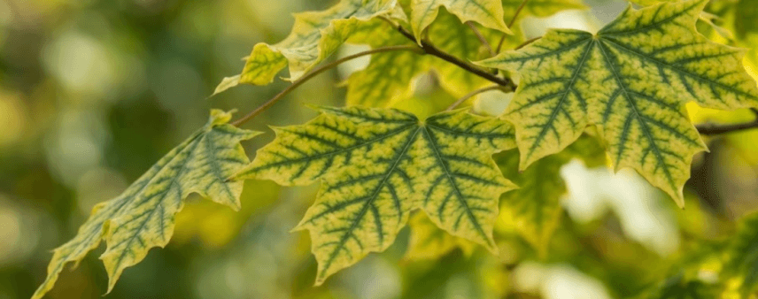 tree canopy with widespread yellow leaves in summer