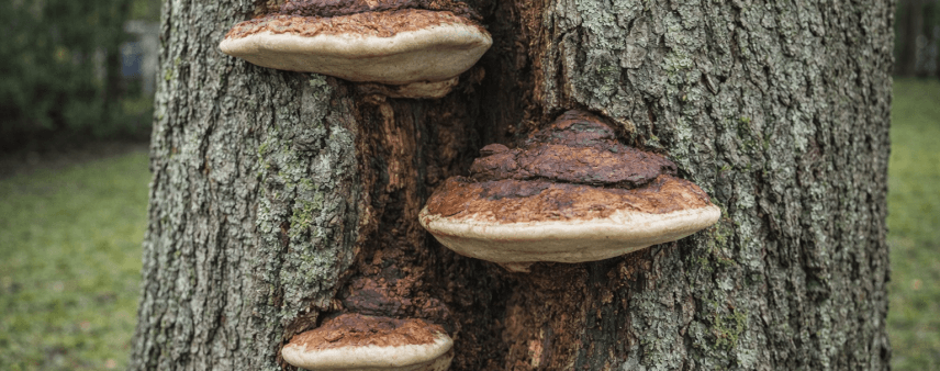 Fungal conk growth on a tree trunk, indicating internal wood decay in Georgia