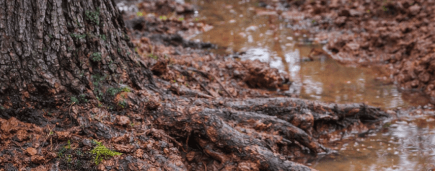 Waterlogged soil around tree roots, showing overwatering damage in Georgia clay soil