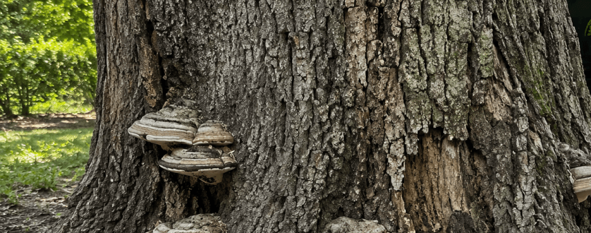 Bracket shelf fungi growing from decaying oak trunk base