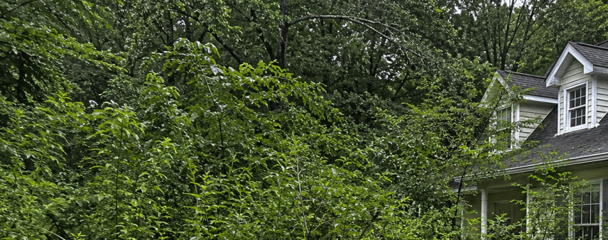 Dense thicket of overgrown brush encroaching on a Habersham County home.