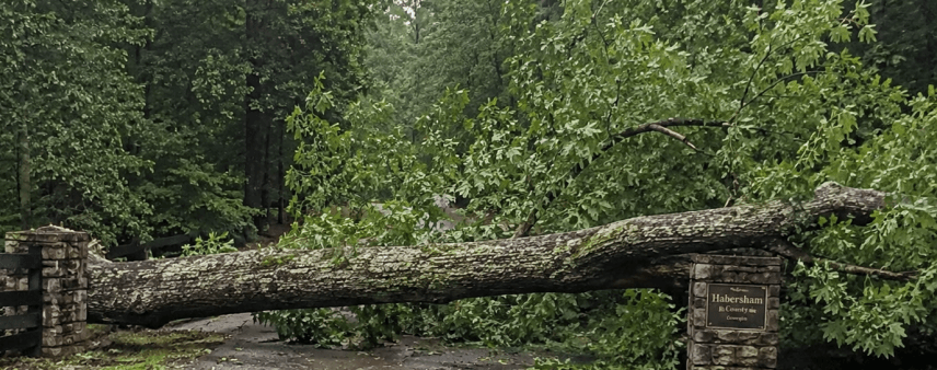Large oak tree blocking a paved driveway in Habersham County Georgia