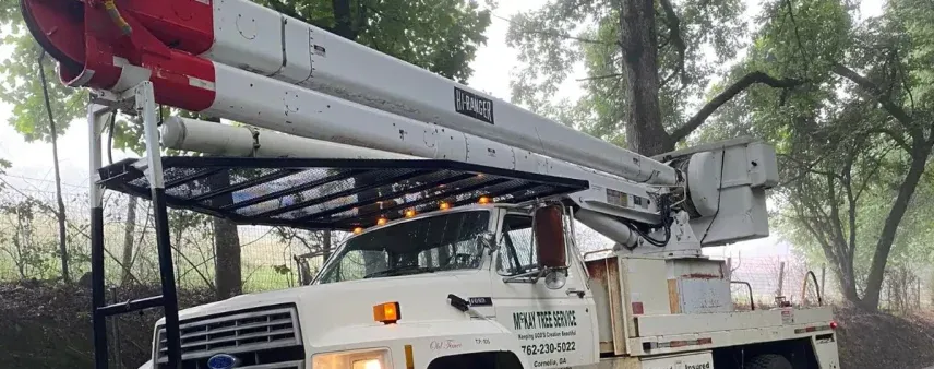 Tree Service Company in Cornelia, GA & Nearby Areas: What the Right Team Can Really Do for You