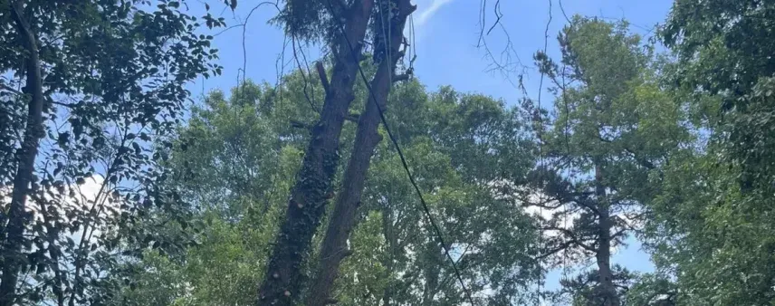 Do I Need a Permit for Tree Removal in Cornelia, GA?