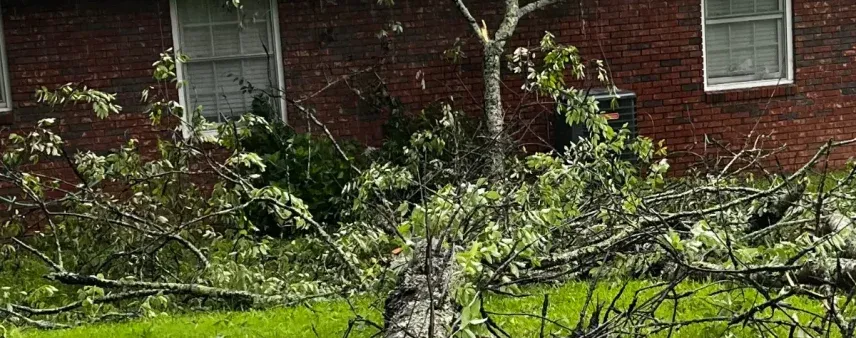 Large Tree Removal for Properties in Cornelia & Gainesville