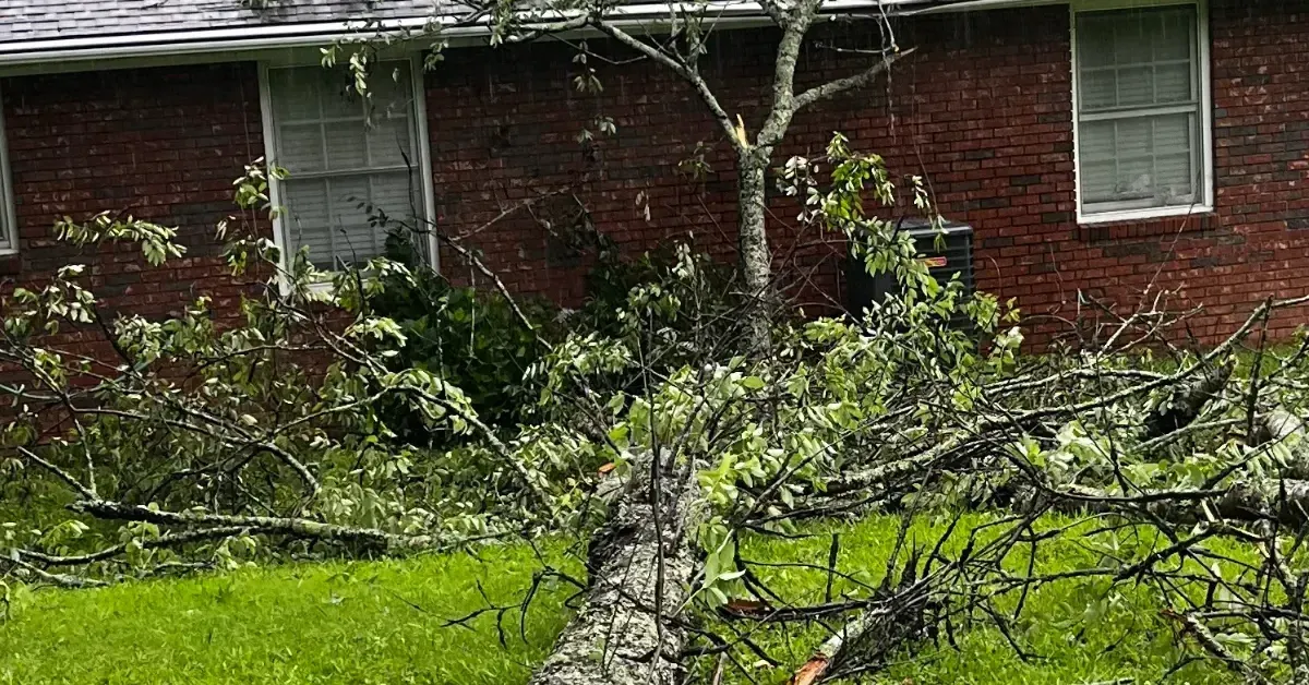 Large Tree Removal for Properties in Cornelia & Gainesville
