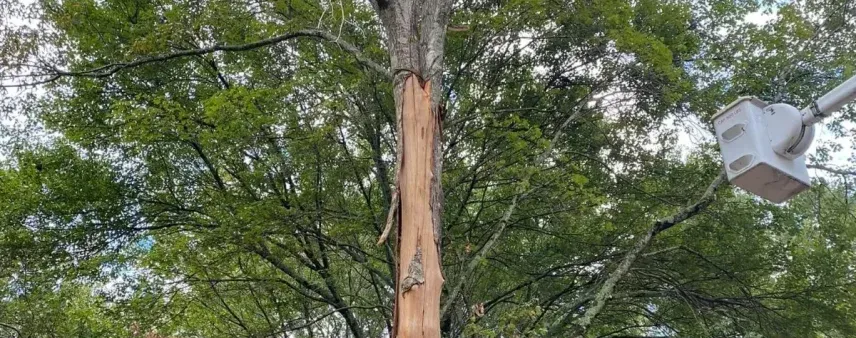 Hall County backyard with an arborist pointing out dead branches and a leaning tree near a home.