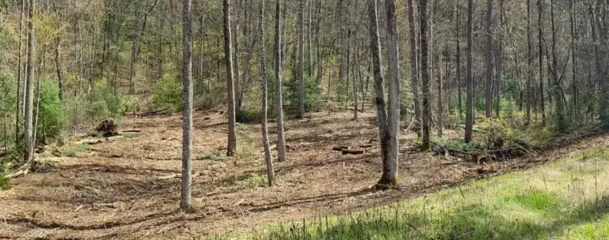 Gainesville, Georgia tree fertilization and soil care guide for homeowners