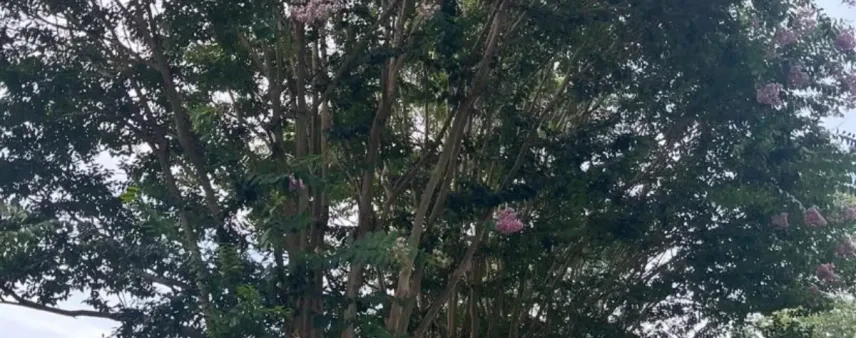 An arborist is inspecting a mature oak tree in Habersham County