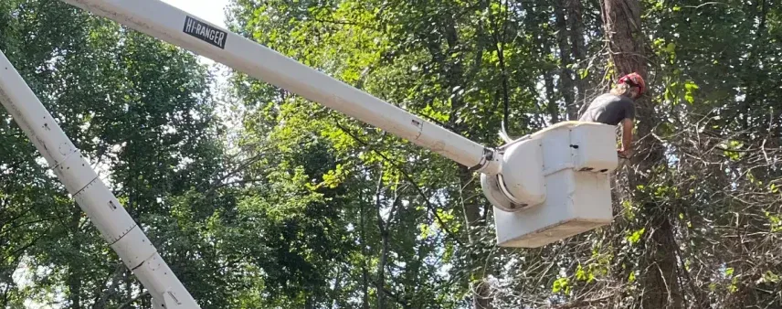 McKay Tree Service arborist inspecting overhanging tree branches near a Georgia property line during routine maintenance.