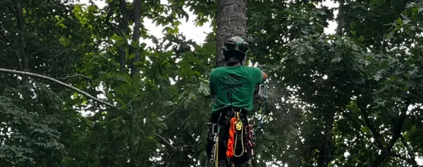 Clear image showing a healthy, well-trimmed oak tree next to a hazardous tree being removed by professionals in a Hall County yard.