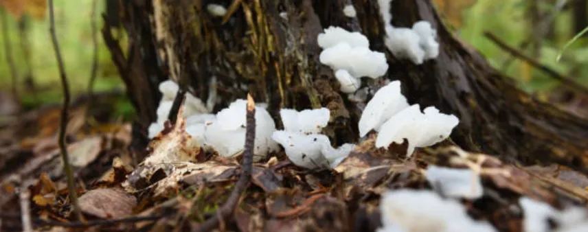 Close-up of white fungus growing on a tree trunk in Northeast Georgia