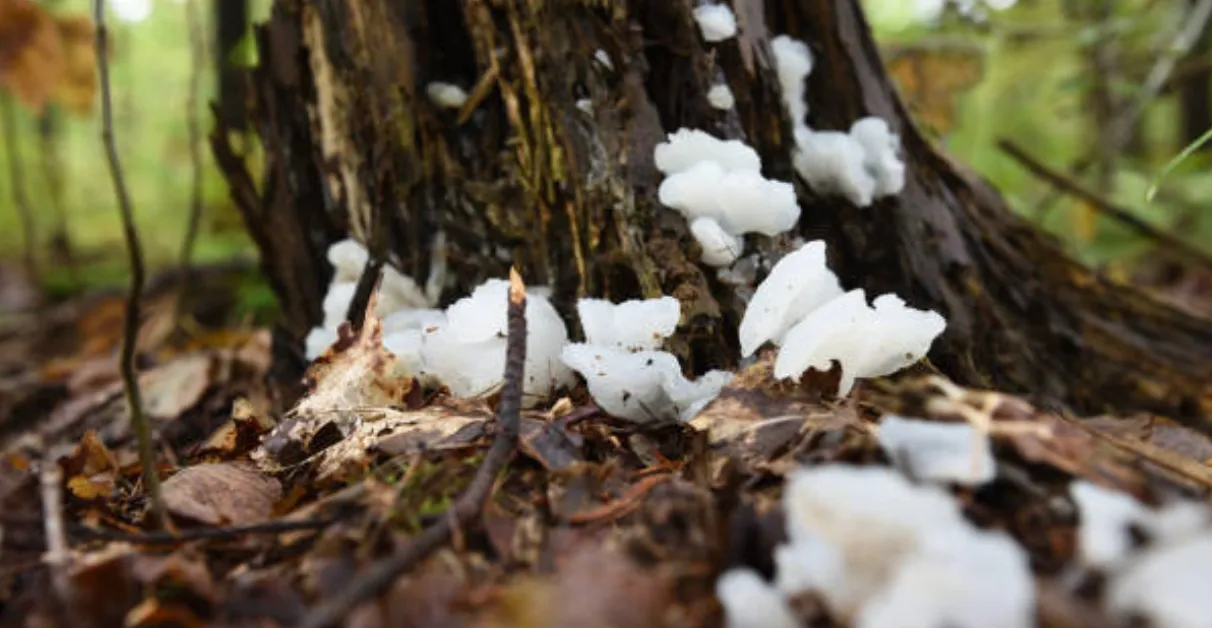 Close-up of white fungus growing on a tree trunk in Northeast Georgia