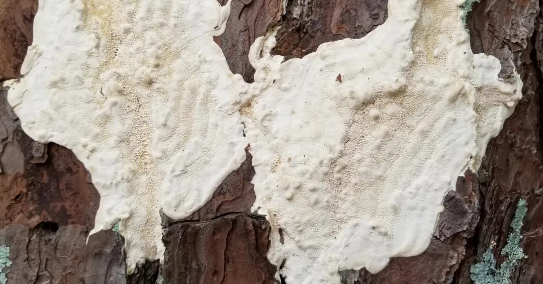 Close-up of white fungus growing on a tree trunk in Northeast Georgia 