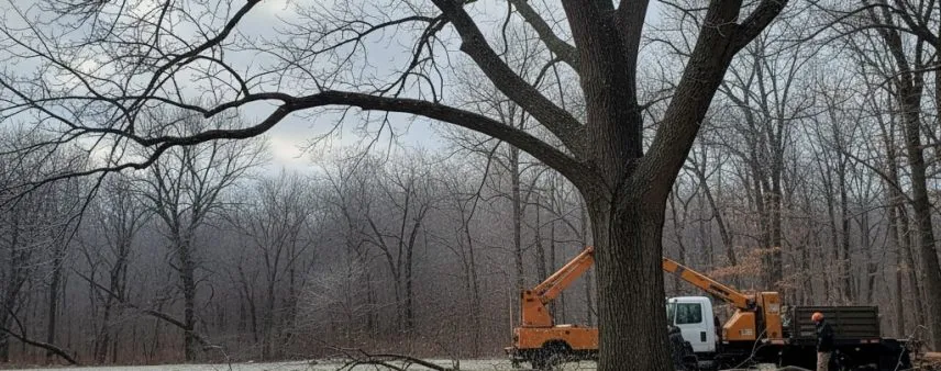 A bare winter tree showing natural dormancy