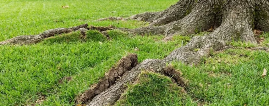 tree roots lifting the lawn and creating uneven ground