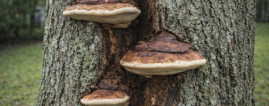 Fungal conk growth on a tree trunk, indicating internal wood decay in Georgia