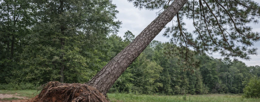 Leaning loblolly pine tree showing a shallow root system in Northeast Georgia clay soil