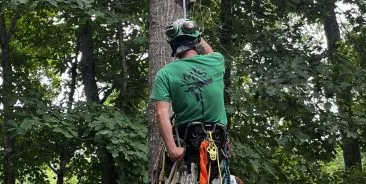 Tree Cabling and Bracing