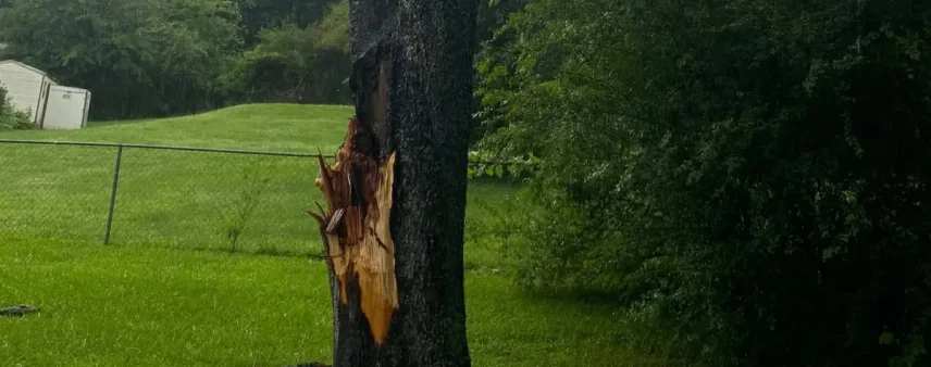 Tree with minor split repaired with wrapping or strapping