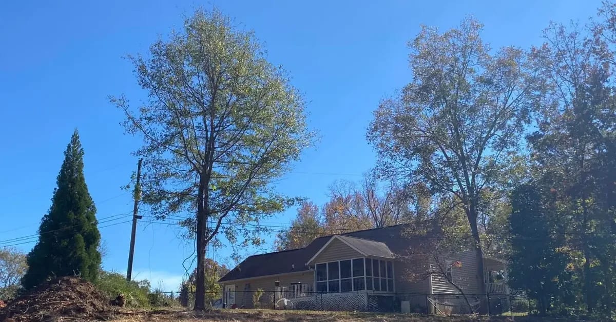Professional Tree Risk Assessment: When to Call an Arborist
