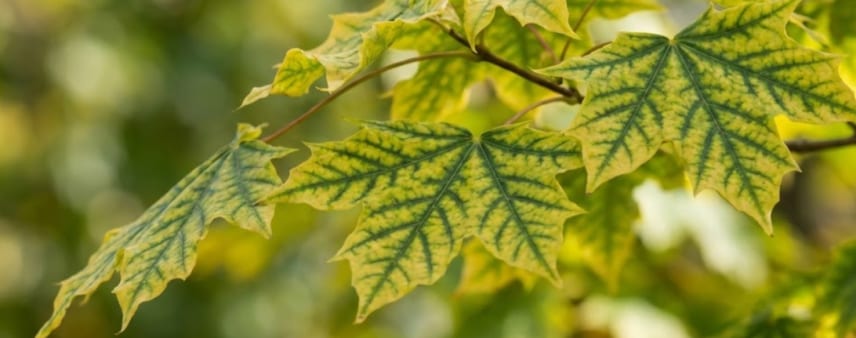 tree canopy with widespread yellow leaves in summer